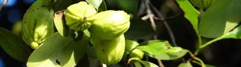 De vruchten van de Garcinia cambogia