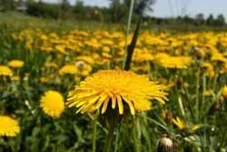 Veld met paardenbloemen Paardenbloemen