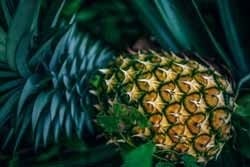 Ananas Ananas