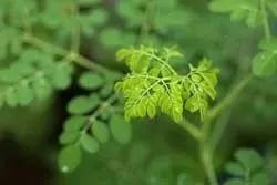 Moringa