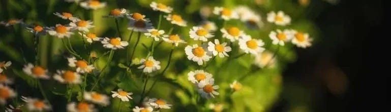 De bloemtjes van Moederkruid De bloemtjes van Moederkruid