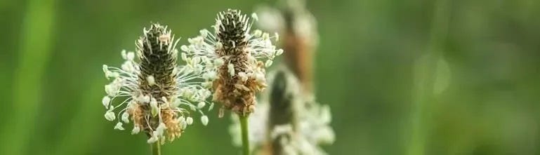De bloemetjes van de Weegbree De bloemetjes van de Weegbree