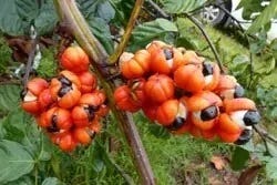 Guarana