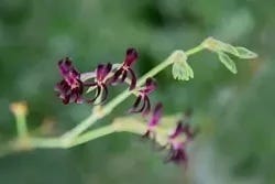 Blumen der Pelargonium sidoides 