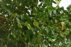 Pterostilben