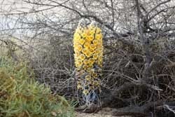 De Cistanche tubulosa