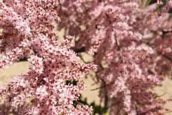 Tamarix