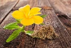 Damiana Blatt und Blume
