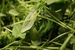 rucola rucola