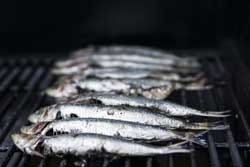 Sardines