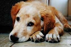 Schattige hond Schattige hond