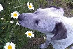 Hond die aan bloemetjes ruikt