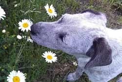 Hond die aan bloemetjes ruikt Hond die aan bloemetjes ruikt