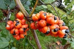 Guarana