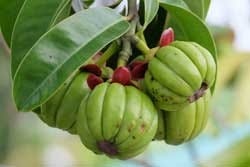 Garcinia Cambogia