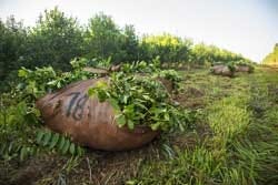 Yerba Mate Plantage