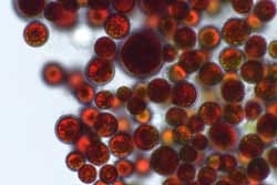 Haematococcus pluvialis