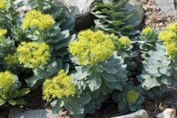 Rhodiola rosea