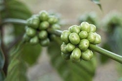 Groene koffie Groene koffie
