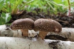 Lekkere paddenstoelen in het bos