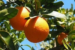 Sinaasappels Sinaasappels