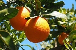 Orangen