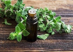 Oreganoplantje in de keuken Oreganoplantje in de keuken