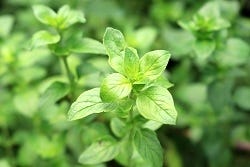 Oregano