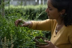 Vrouw plukt oregano Vrouw plukt oregano