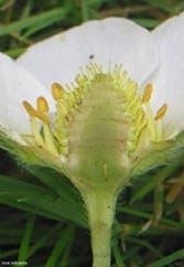 Aardbeibloembodem Aardbeibloembodem