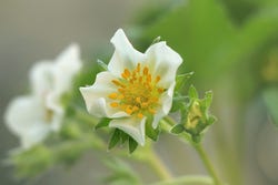 Bloem van Chileense aardbei