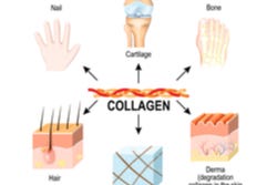 De functies van collageen