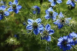 De blauwe bloemetjes van Nigella sativa De blauwe bloemetjes van Nigella sativa