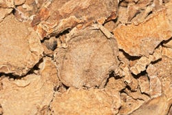 de wortels van de duivelsklauw de wortels van de duivelsklauw