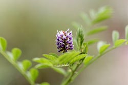 Glycyrrhiza glabra Glycyrrhiza glabra