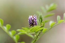 Glycyrrhiza glabra