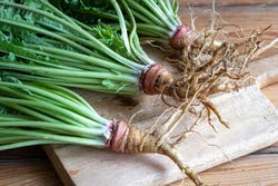 De wortels van de teunisbloem De wortels van de teunisbloem