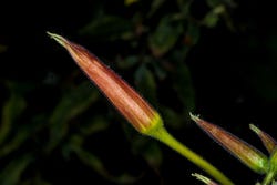 Knoppen van de teunisbloem Knoppen van de teunisbloem
