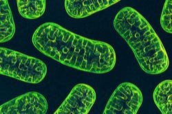 Mitochondriën in een cel