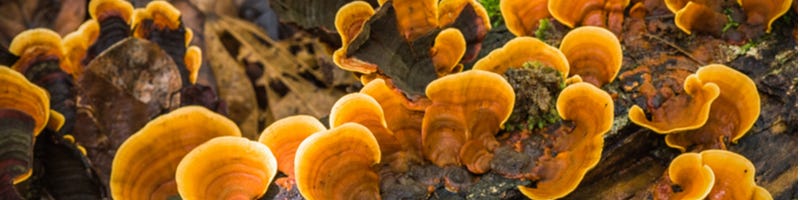 Wilde reishi