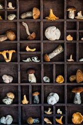 Letterbak met allerlei soorten paddenstoelen Letterbak met allerlei soorten paddenstoelen