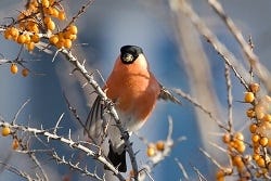 dronken vogels dronken vogels