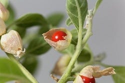 Ashwagandabes Ashwagandabes