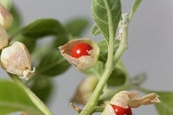 Ashwagandabes