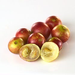 Verse camu camubessen Verse camu camubessen