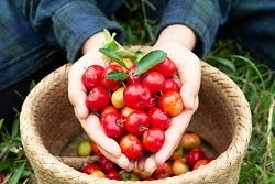 Acerola