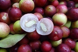 Camu camu Camu camu