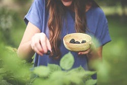 Brombeeren in freier Wildbahn pflücken