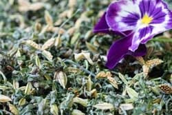 Driekleurig viooltje in volle grond Driekleurig viooltje in volle grond