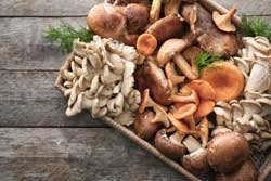 Verschillende soorten paddenstoelen Verschillende soorten paddenstoelen